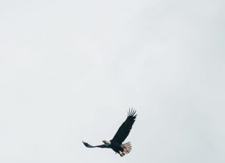 Câu chuyện Đại Bàng dane-deaner-mRAvVxhbbBs-unsplash
