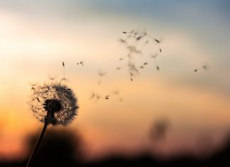 Chắp cánh ước mơ dawid-zawila-zb2vBaHYB2I-unsplash