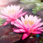 Hai Đứa Bé Sinh Đôi hai dua be sinh doi 1