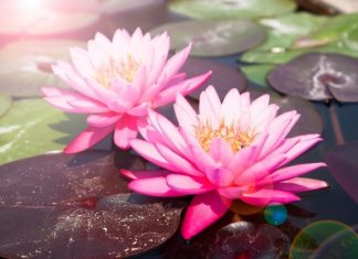 Hai Đứa Bé Sinh Đôi hai dua be sinh doi 1