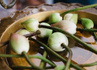 Hành thiện mà không cầu, tự nhiên được báo đáp hanh-thien-ma-khong-cau-tu-nhien-duoc-den-dap
