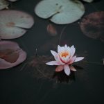Hạt Ngọc Trong Bùn hat-ngoc-trong-bun