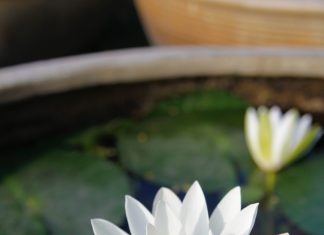 Hoa Thiên hoa-thien