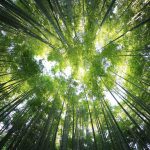 Tre và dương xỉ kazuend-19SC2oaVZW0-unsplash