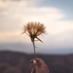 Lá Rụng Trôi Về la-rung-troi-ve