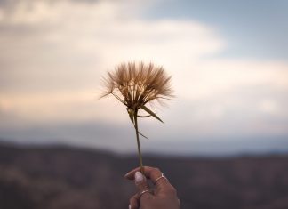 Lá Rụng Trôi Về la-rung-troi-ve