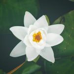 Làm Người Thì Phải Biết Ghi Nhớ Ân Đức Với Người Khác lam-nguoi-phai-biet-ghi-nho-an-ducvois-nguoi-khac