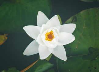 Làm Người Thì Phải Biết Ghi Nhớ Ân Đức Với Người Khác lam-nguoi-phai-biet-ghi-nho-an-ducvois-nguoi-khac
