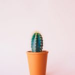Lở Lưỡi Do Nói Sai Sự Thật lo luoi do noi sai su that