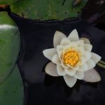 Mùa Sen Tháng 4 mua-sen-thang-tu