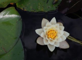 Mùa Sen Tháng 4 mua-sen-thang-tu