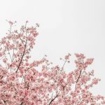 Mùa Xuân Nơi Bản Xa mua-xuan-noi-ban-xa