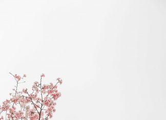 Mùa Xuân Nơi Bản Xa mua-xuan-noi-ban-xa
