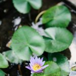 Mục Đích Của Cuộc Đời muc dich cua cuoc doi