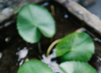 Mục Đích Của Cuộc Đời muc dich cua cuoc doi