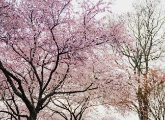 Nếu Muốn Thấy, Chớ Nên Chấp Tướng neu muon thay cho nen chap