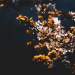 Người Bà La Môn Gian Xảo nguoi ba la mon gian xao 1