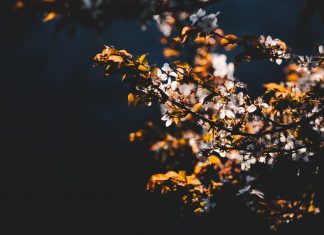 Người Bà La Môn Gian Xảo nguoi ba la mon gian xao 1
