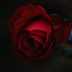 Con búp bê và cành hoa hồng roksolana-zasiadko-aSCihnn25Jc-unsplash