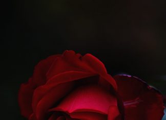 Con búp bê và cành hoa hồng roksolana-zasiadko-aSCihnn25Jc-unsplash