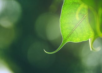 Tâm Tình Người Xuất Gia Khi Nghĩ Về Cha Mẹ tam tinh nguoi xuat gia khi nghi ve cha me