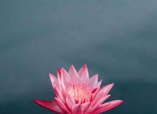 Tạo nhân để kiếp sau sinh ra trong yên ổn tao-nhan-de-kiep-sau-duoc-sinh-ra-trong-yen-on