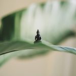 Thái tử cầu pháp thai-tu-cau-phap