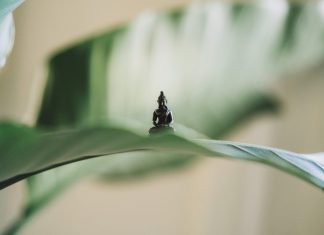 Thái tử cầu pháp thai-tu-cau-phap