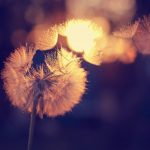 Chim sáo và người trồng nho timothy-eberly-Osy2z7Ed91E-unsplash