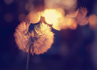 Chim sáo và người trồng nho timothy-eberly-Osy2z7Ed91E-unsplash