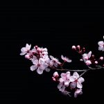 Triết Lý Vô Thường Gói Gọn Trong Cánh Hoa Anh Đào triet ly vo thuong goi gon trong canh hoa anh dao