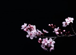 Triết Lý Vô Thường Gói Gọn Trong Cánh Hoa Anh Đào triet ly vo thuong goi gon trong canh hoa anh dao