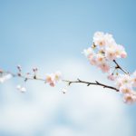 Tự Tình Mùa Xuân tu tinh mua xuan
