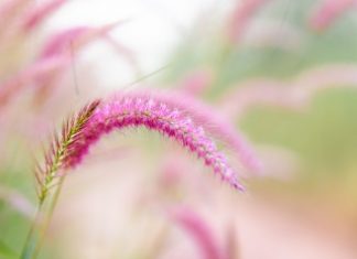 Vì bạo ác nổi mụn nhọt vi-bao-ac-noi-mun-nhot