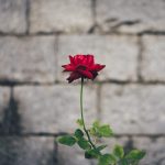Vô Nhất Vật vo nhat vat