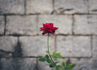 Vô Nhất Vật vo nhat vat