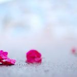 Quạ đen và thỏ yukari-harada-E5WGPoPit0w-unsplash