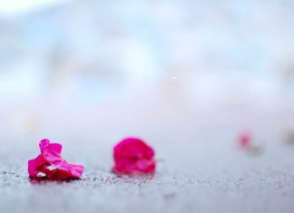 Quạ đen và thỏ yukari-harada-E5WGPoPit0w-unsplash