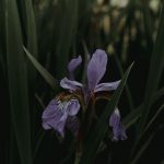 Sơ sót hoàn hảo zack-nichols-EO7RZp1Dndg-unsplash