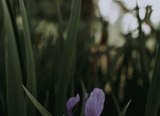 Sơ sót hoàn hảo zack-nichols-EO7RZp1Dndg-unsplash