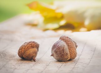 Cuộc sống nhìn từ ô cửa thiền (3) acorns 4572674 960 720
