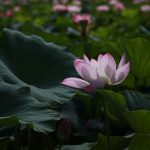 Cuộc sống nhìn từ ô cửa thiền (6) cuoc song nhin tu o cua thien 6