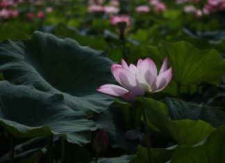 Cuộc sống nhìn từ ô cửa thiền (6) cuoc song nhin tu o cua thien 6