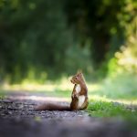 Cuộc sống nhìn từ ô cửa thiền (10) squirrel 4515962 640