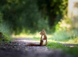 Cuộc sống nhìn từ ô cửa thiền (10) squirrel 4515962 640