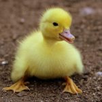 Cần nhân đạo hơn với loài cầm thú duckling birds yellow fluffy 162140
