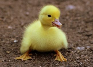 Cần nhân đạo hơn với loài cầm thú duckling birds yellow fluffy 162140