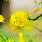 Tết lại đến nữa rồi! tet lai den nua roi