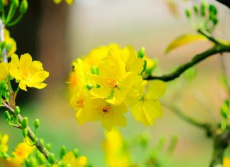 Tết lại đến nữa rồi! tet lai den nua roi