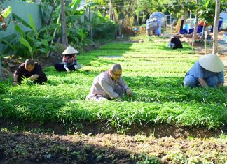 TVTV: Tăng chúng trồng rau sạch phục vụ cho bữa ăn của chùa. a 26